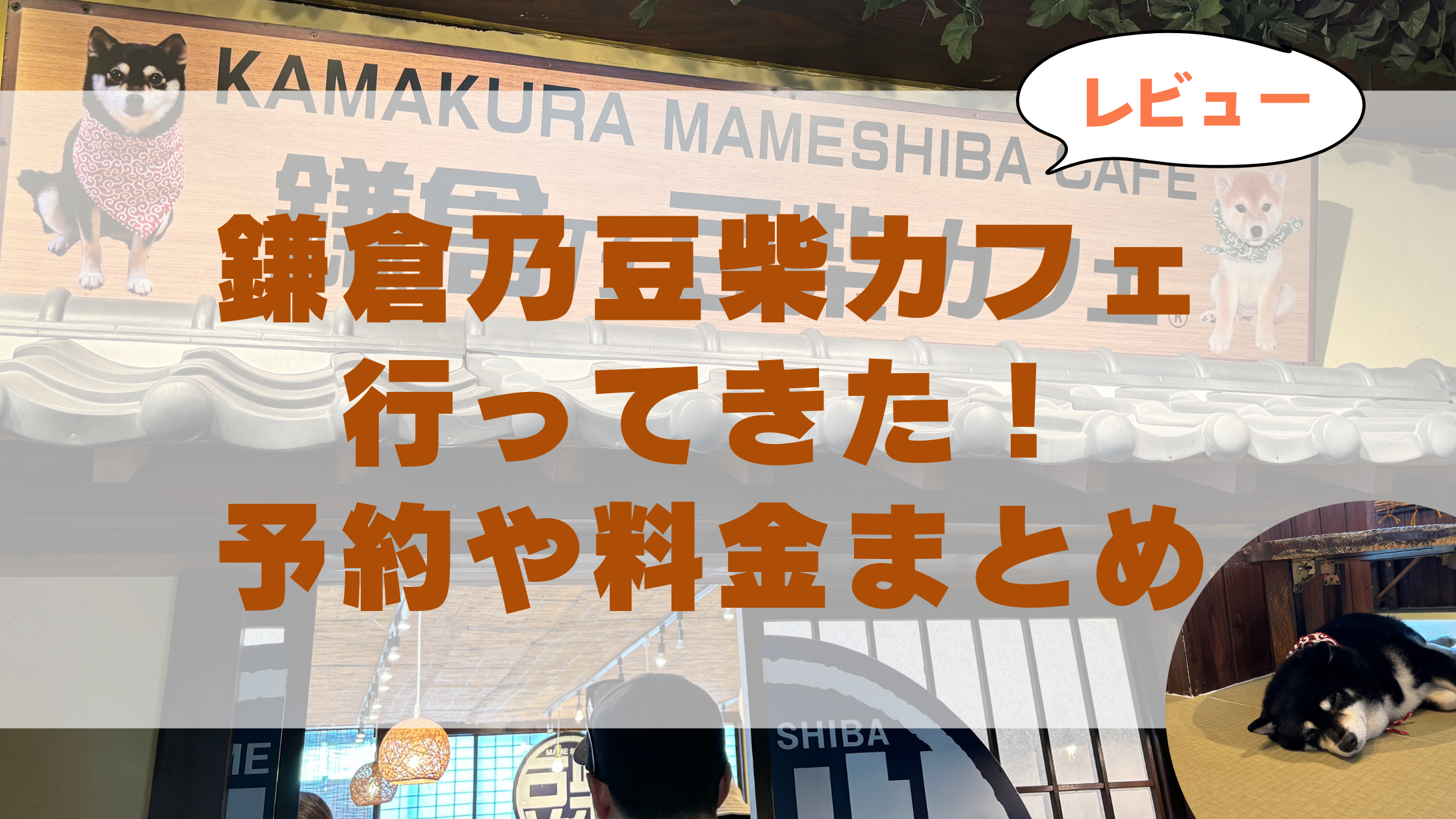 【最新】鎌倉乃豆柴カフェ行ってきたレビュー！予約や料金